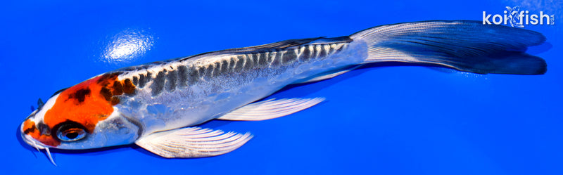 6.5" ARAGOKE BENI KIKOKURYU BUTTERFLY