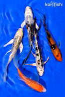 PACK OF (5) 4-5" BUTTERFLY KOI