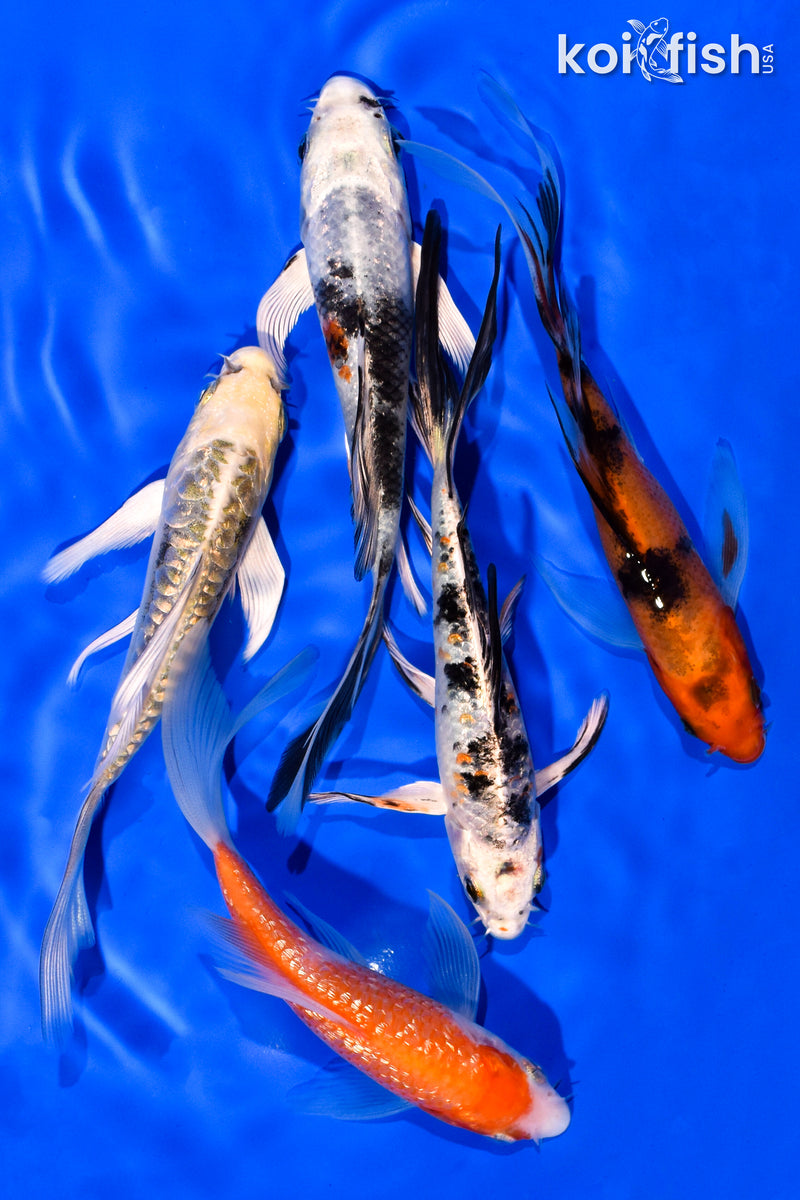 PACK OF (5) 4-5" BUTTERFLY KOI
