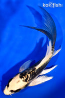 6" KIN KIKOKURYU BUTTERFLY