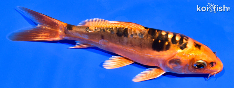5.25" BENI KIKOKURYU