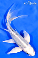 6.75" YAMATO NISHIKI BUTTERFLY