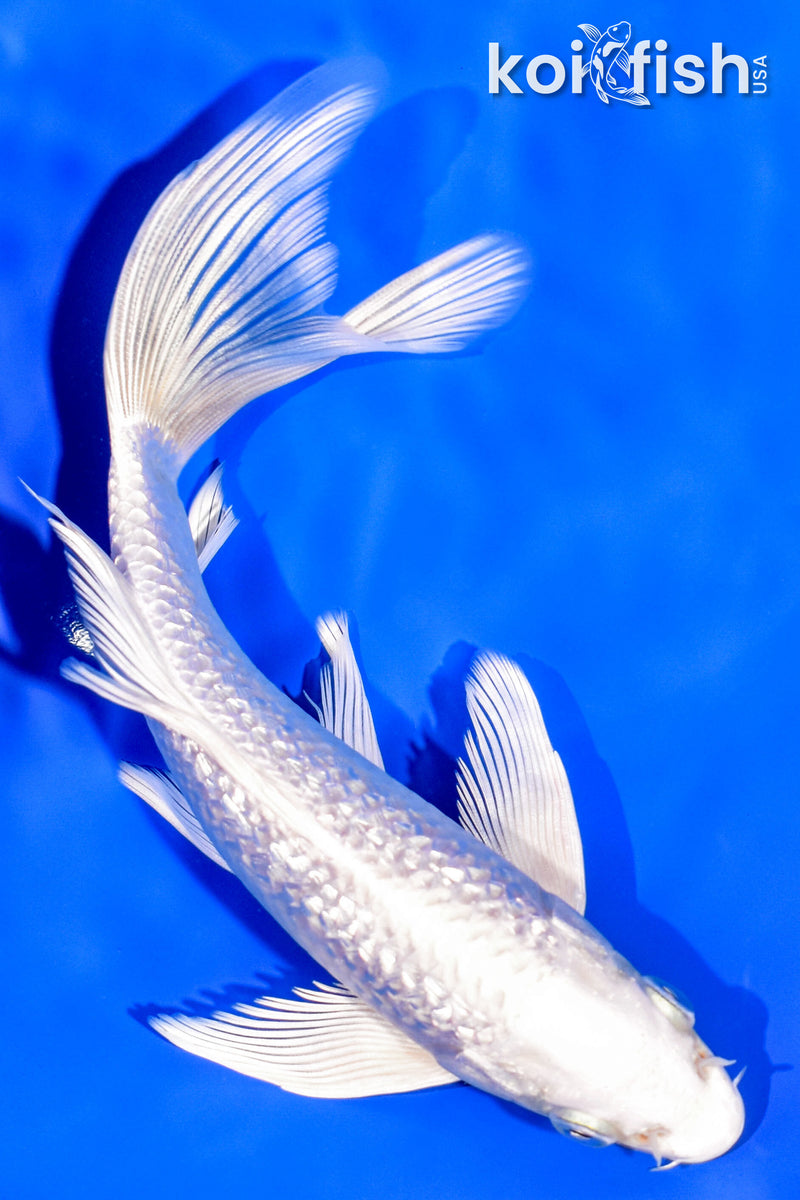 7" GINRIN PLATINUM OGON BUTTERFLY