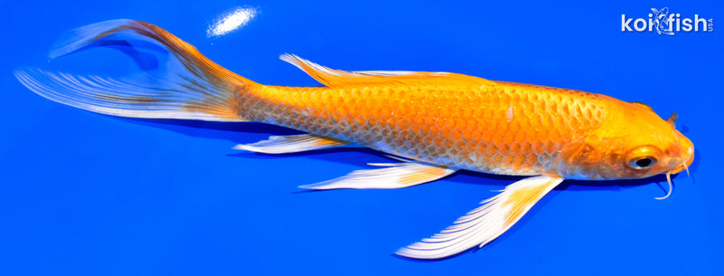 8" ORENJI OGON BUTTERFLY