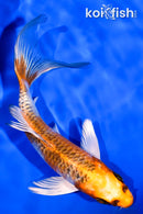 5.75" KUJAKU BUTTERFLY