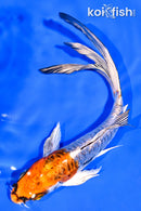 5.5" ARAGOKE BENI KKOKURYU BUTTERFLY