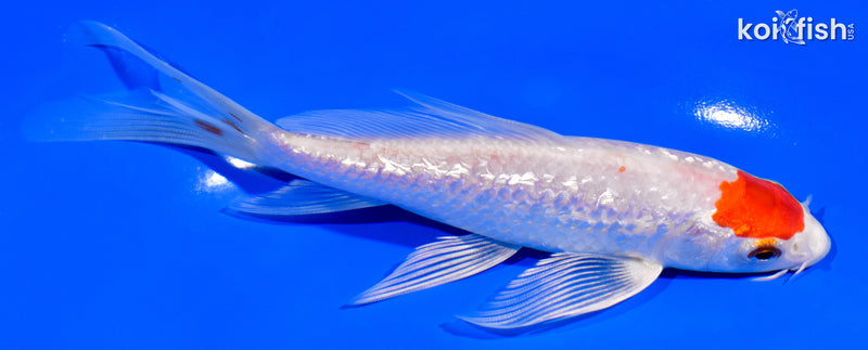 6.5" GINRIN HARIWAKE BUTTERFLY