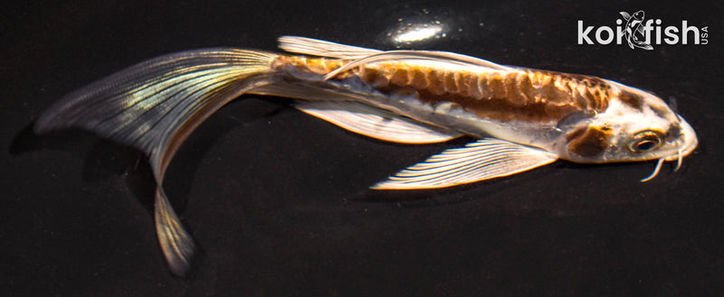 6" ARAGOKE KIN KIKOKURYU BUTTERFLY