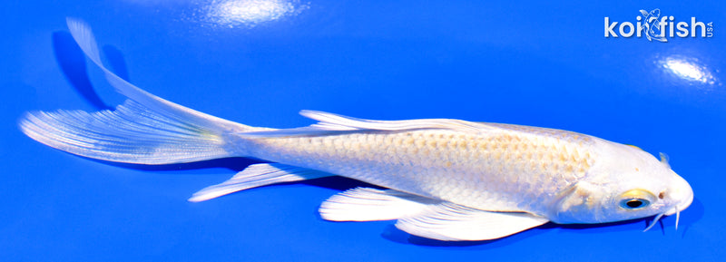 5.25" HARIWAKE BUTTERFLY