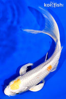 7.5" HARIWAKE BUTTERFLY