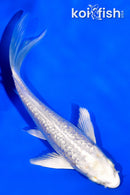 4.25" GINRIN PLATINUM OGON BUTTERFLY