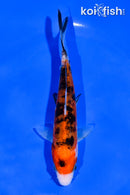 5.75" ARAGOKE AKA SANKE