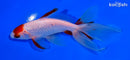 5" MARUTEN WATONAI GOLDFISH