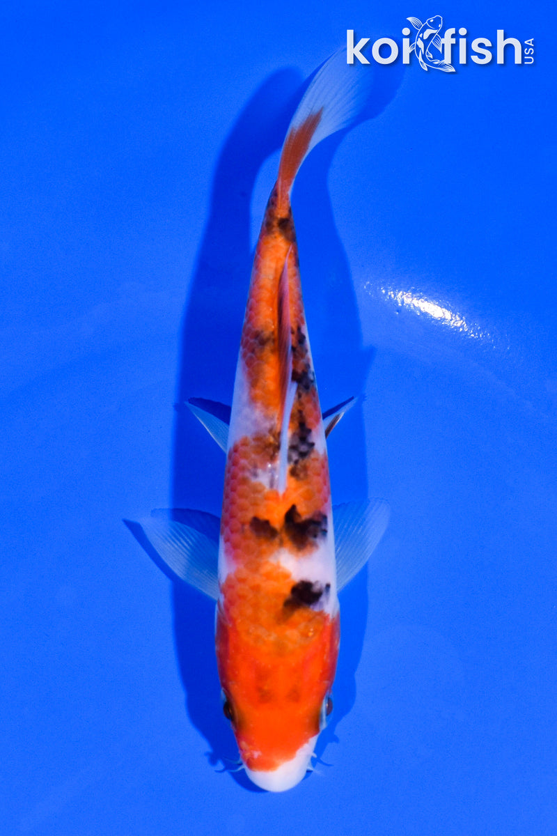 5.5" SANKE
