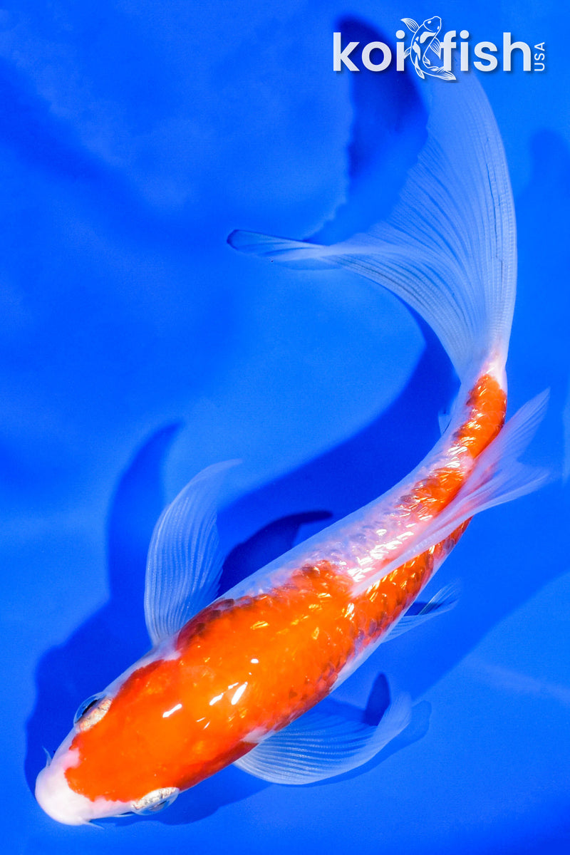 6.75" GINRIN KOHAKU BUTTERFLY