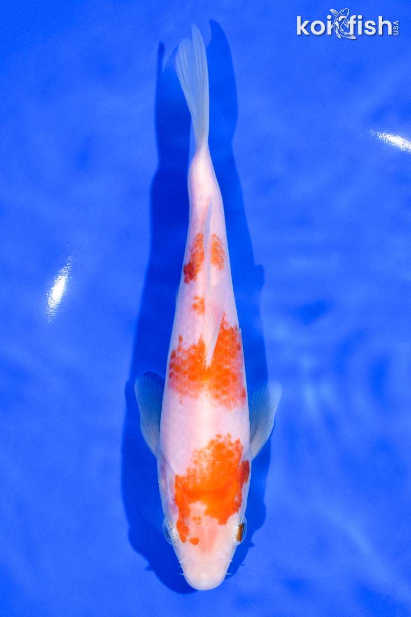 7.5" KOHAKU