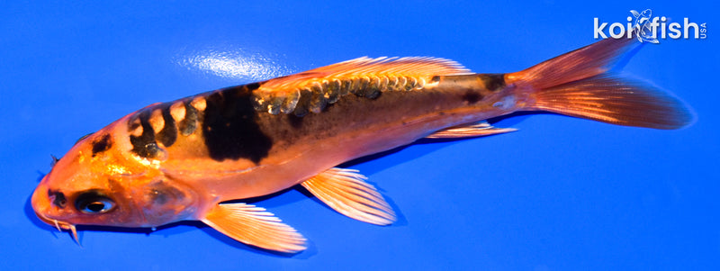 5.25" BENI KIKOKURYU