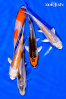 PACK OF (5) 3"- 4" STANDARD KOI
