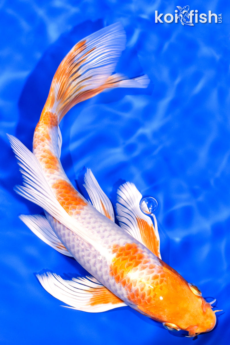 8.5" HARIWAKE BUTTERFLY