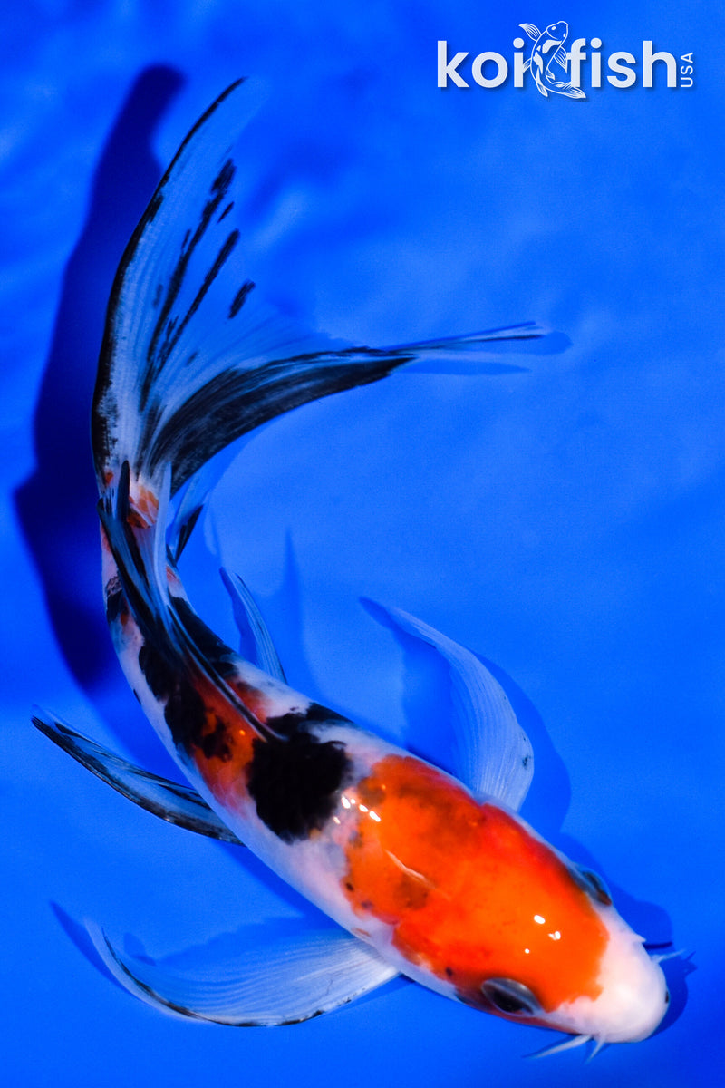 5.5" SANKE BUTTERFLY