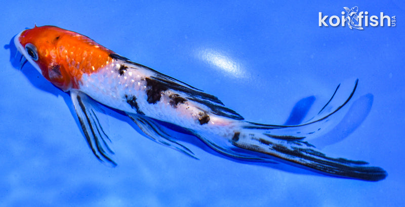 5.5" GINRIN SANKE BUTTERFLY