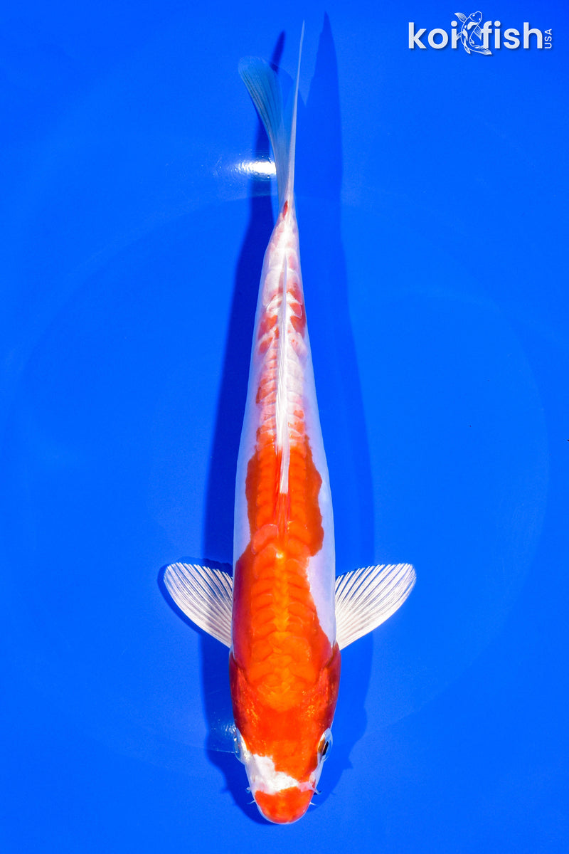 8" KIKUSUI