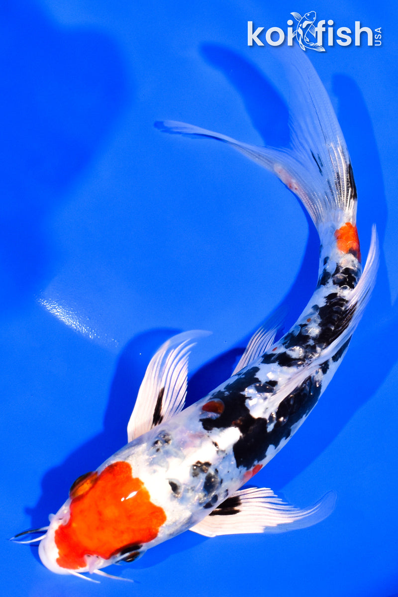 7" HEISEI NISHIKI BUTTERFLY