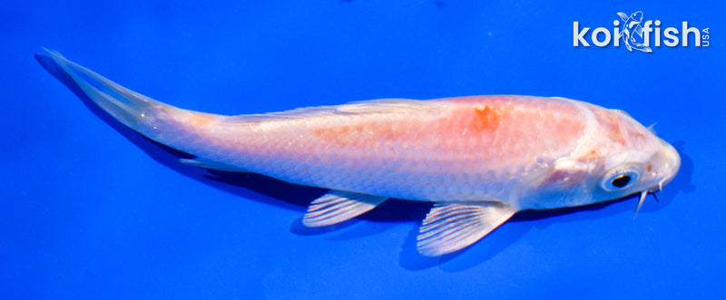 5" HARIWAKE