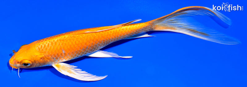 8" ORENJI OGON BUTTERFLY