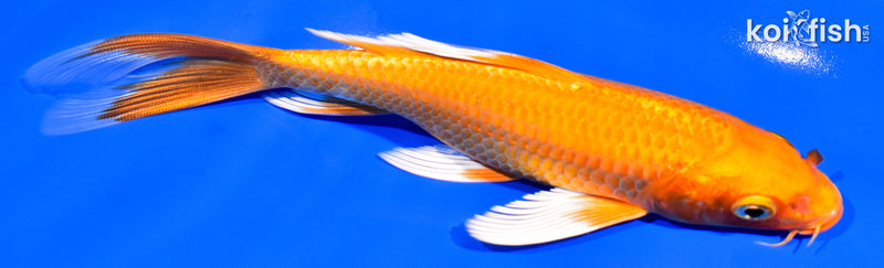 7" ORENJI OGON BUTTERFLY