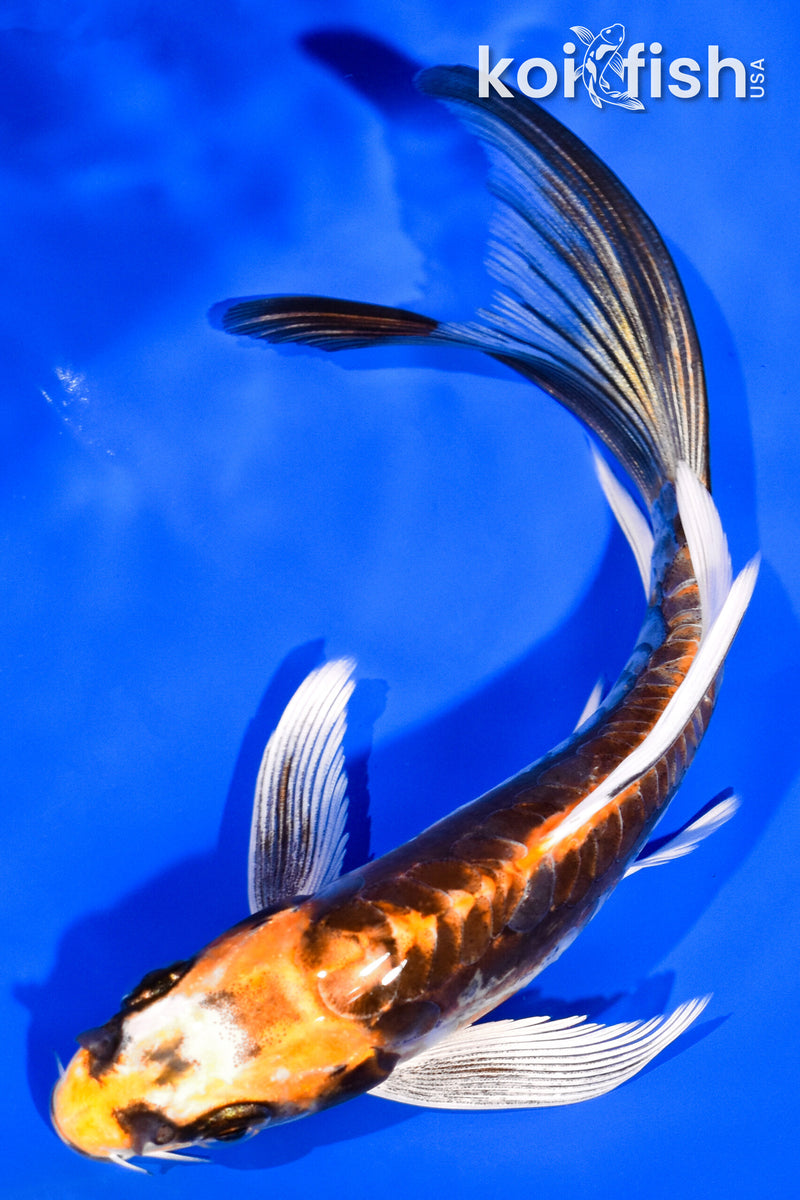 5.75" KIN KIKOKURYU BUTTERFLY