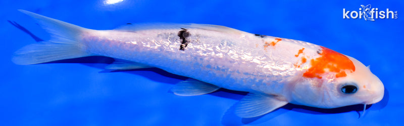 7.25" GINRIN SANKE