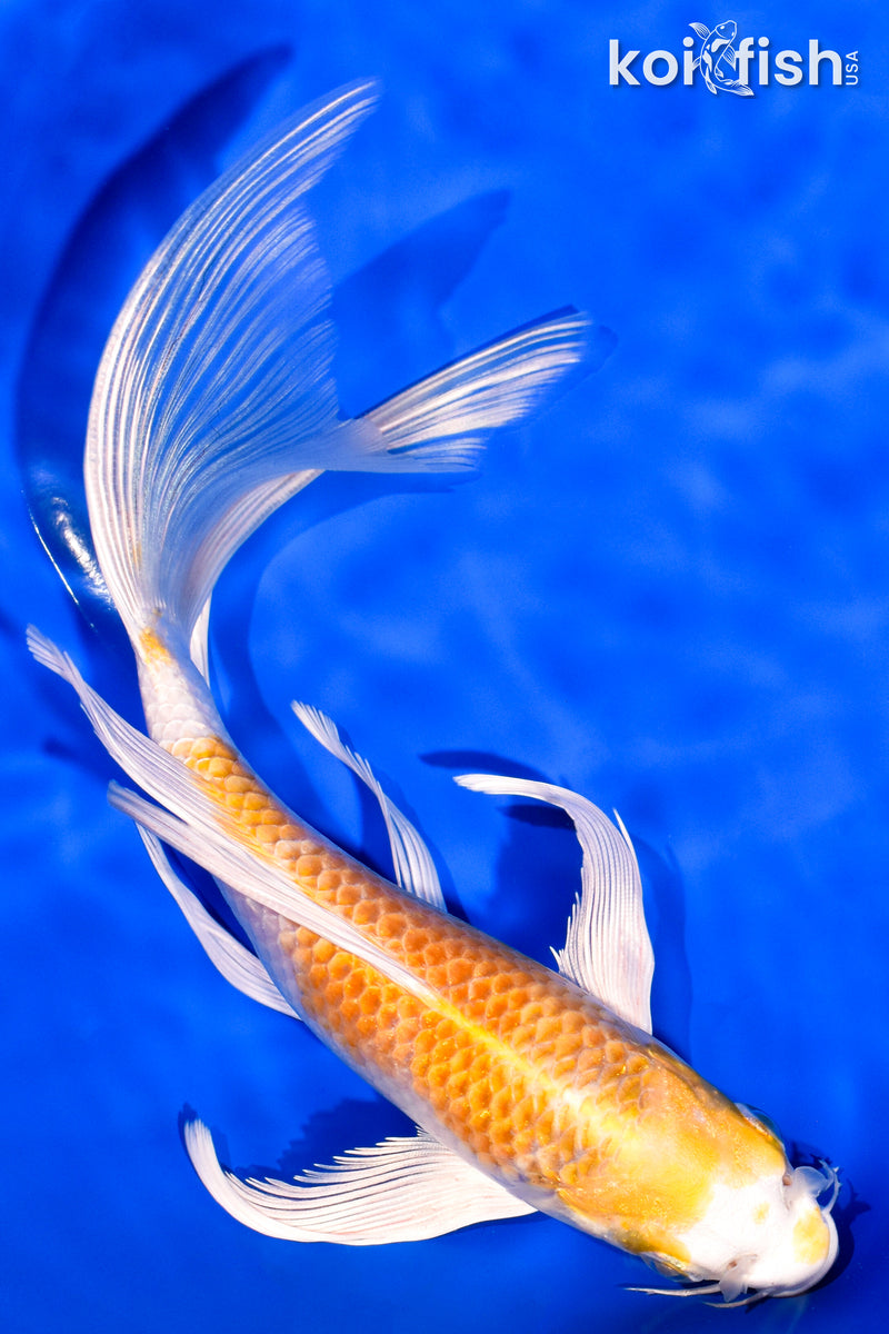 7.75" HARIWAKE BUTTERFLY