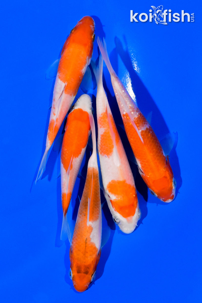 PACK OF (5) 3"- 4" STANDARD KOI