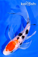 5.25" YAMATO NISHIKI BUTTERFLY