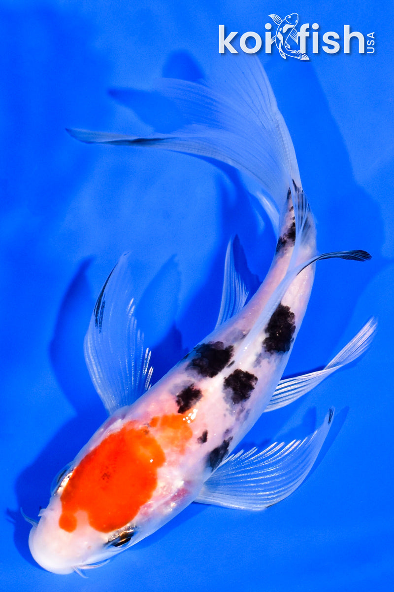 5.25" YAMATO NISHIKI BUTTERFLY