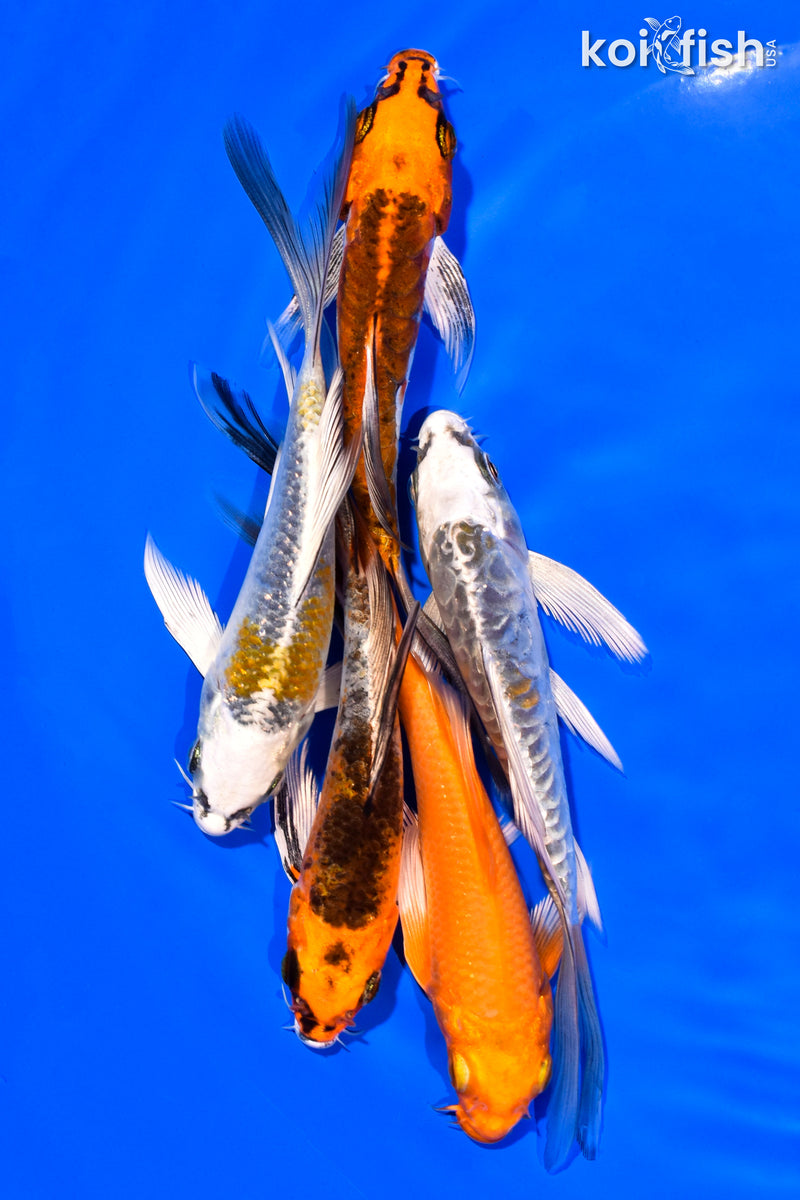 PACK OF (5) 5-6" BUTTERFLY KOI