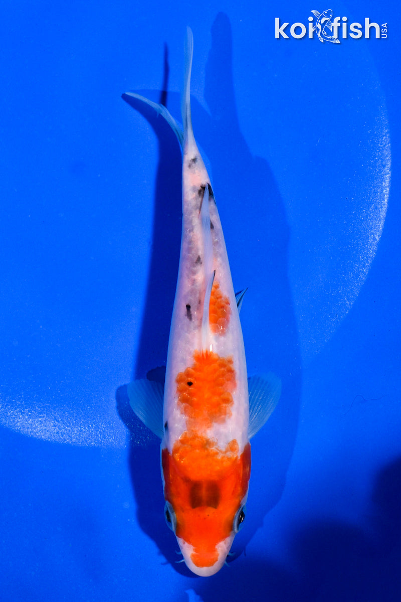 5.5" SANKE