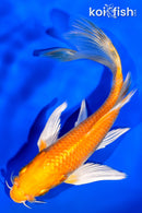 5.75" YAMABUKI OGON BUTTERFLY