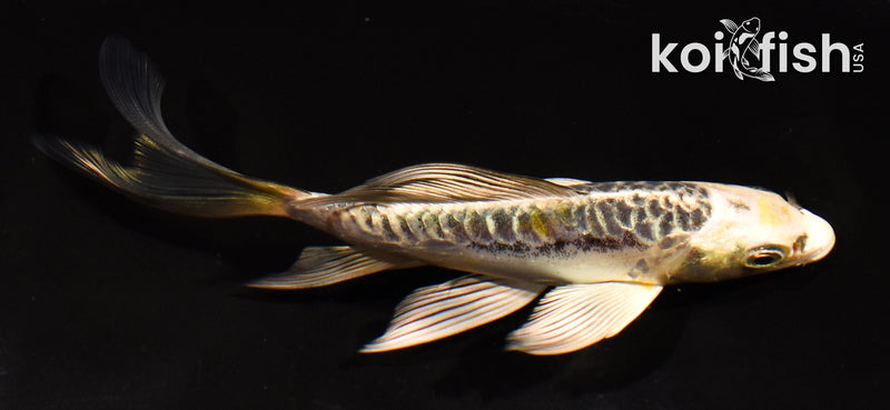 5" ARAGOKE KIN KIKOKURYU BUTTERFLY