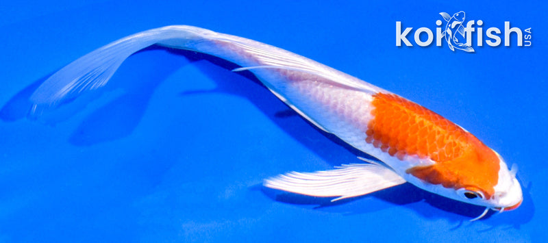 6" HARIWAKE BUTTERFLY