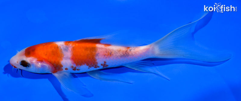 5.5" KUCHIBENI SANKE BUTTERFLY