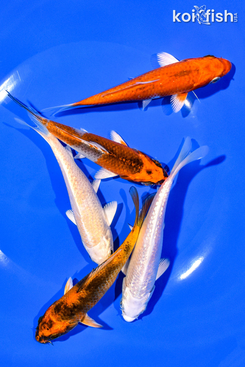 PACK OF (5) 4-5" STANDARD KOI