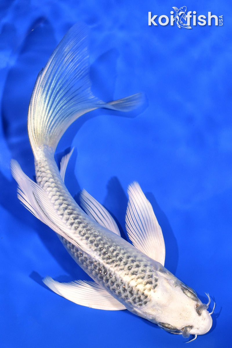 6" GIN MATSUBA BUTTERFLY