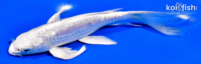 6.5" GINRIN DOITSU PLATINUM OGON BUTTERFLY