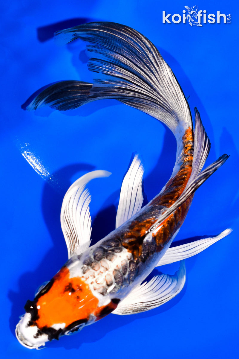7" GINRIN BENI KIKOKURYU BUTTERFLY