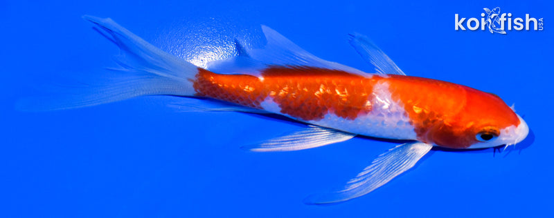 5.25" GINRIN KOHAKU BUTTERFLY