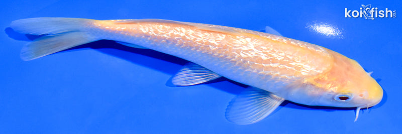 7.25" GINRIN KIGOI