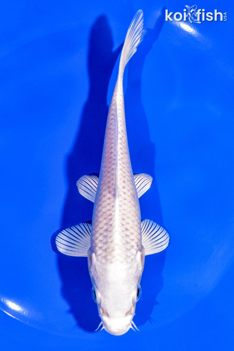 6" PLATINUM OGON