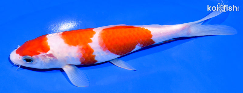7.5" MARUTEN KOHAKU